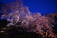 六義園のしだれ桜