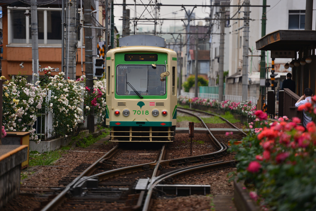 都電荒川線とバラ