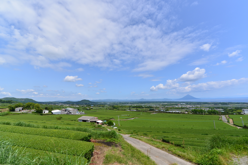 枕崎の茶畑風景