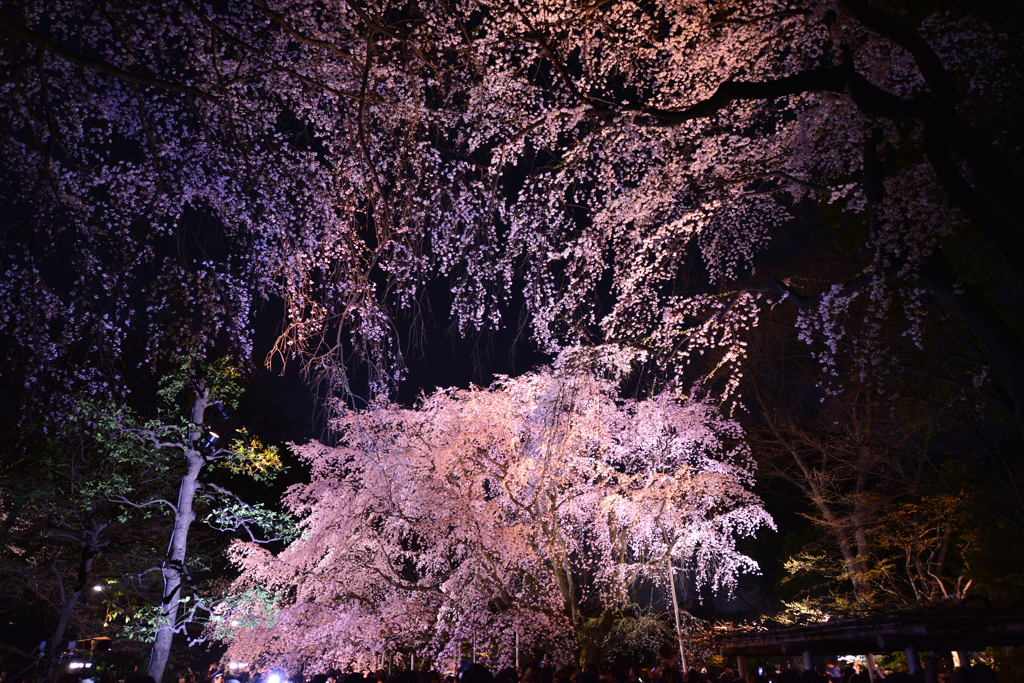 六義園のしだれ桜