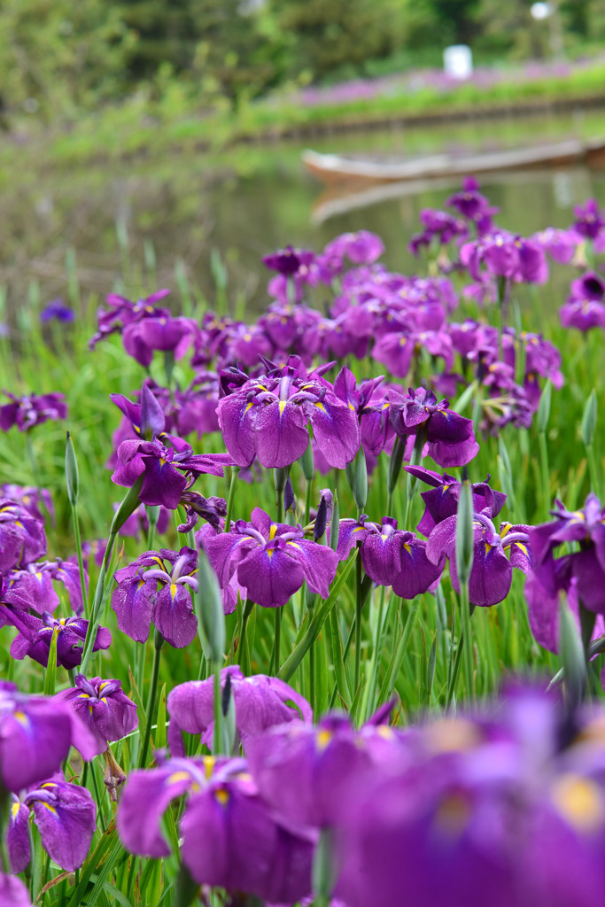三渓園の花菖蒲