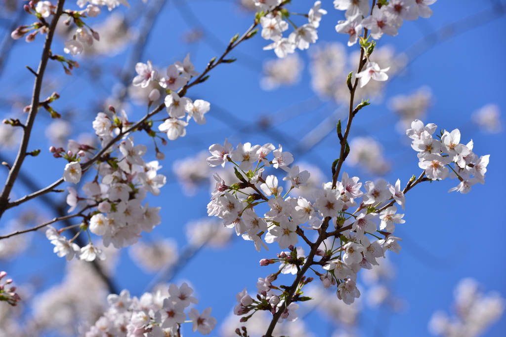 晴天の桜
