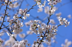晴天の桜
