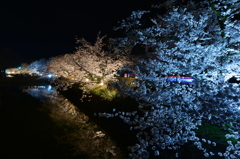 松本城外堀の桜並木