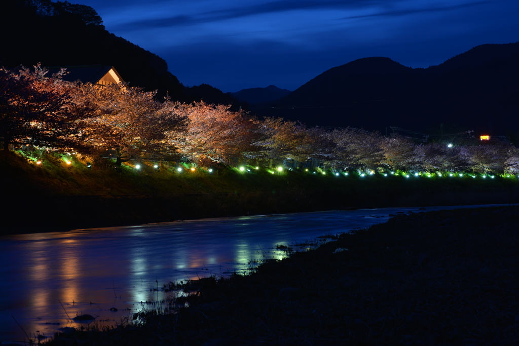 河津桜のライトアップ