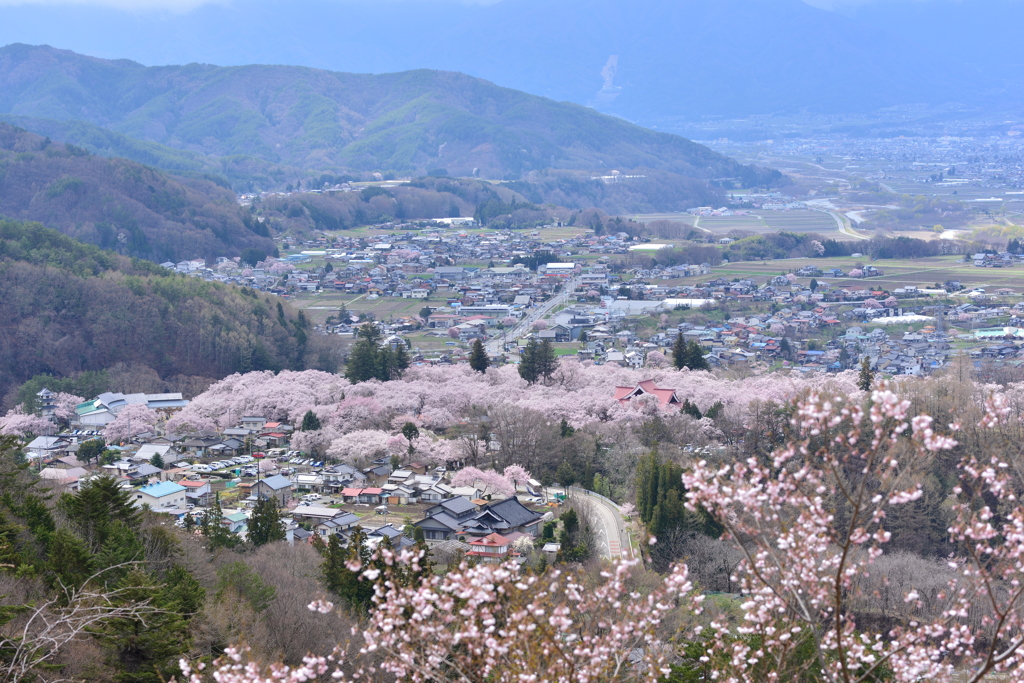 高遠の桜