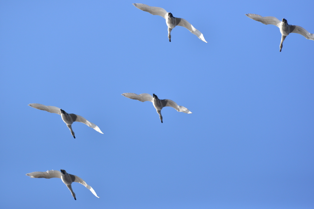 多々良沼の白鳥