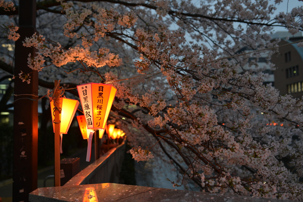 目黒川桜まつり