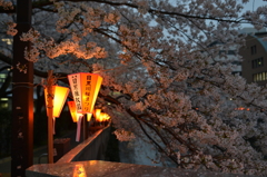 目黒川桜まつり