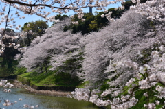 千鳥ヶ淵