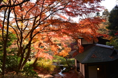 三渓園の紅葉