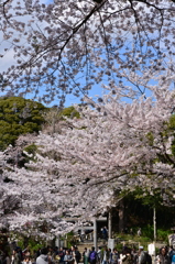 葛原岡神社の桜