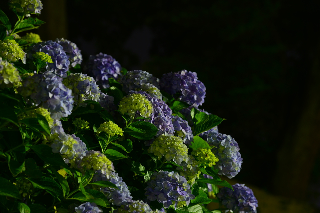 夜の紫陽花