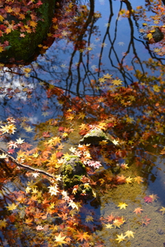 水面の紅葉風景