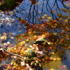 水面の紅葉風景