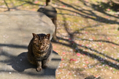 神社の猫