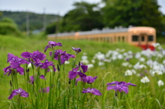 花菖蒲と小湊鐵道