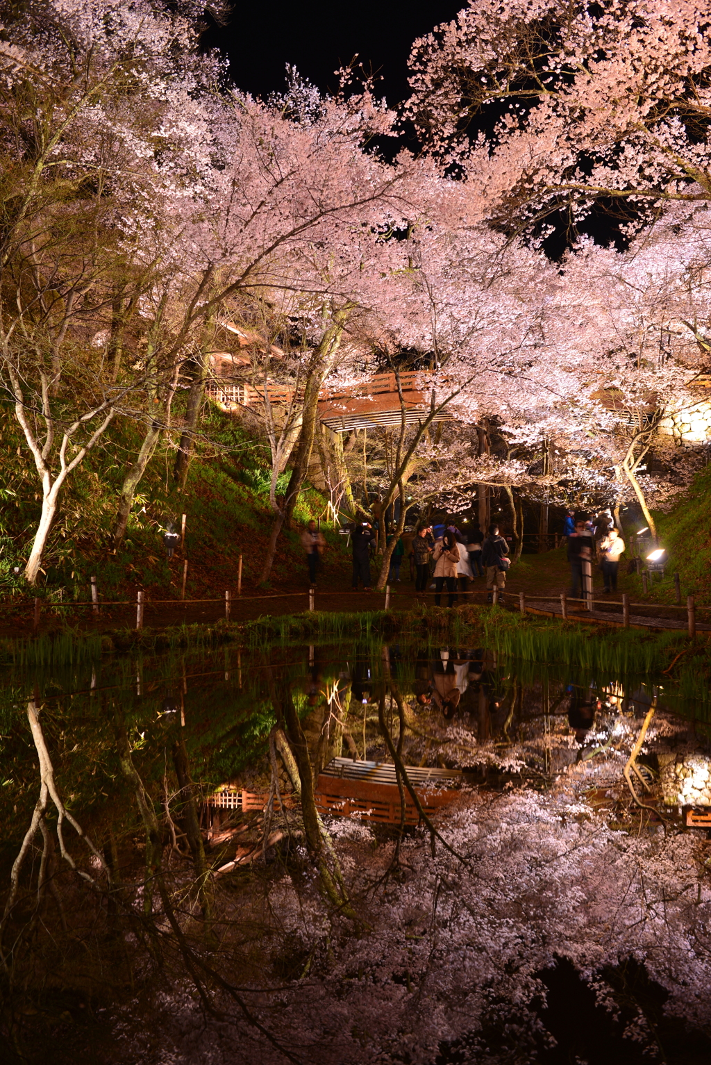高遠城址公園の夜桜