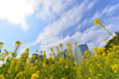 浜離宮恩賜庭園の菜の花畑