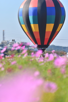 気球と秋桜