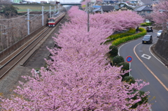 桜の境界