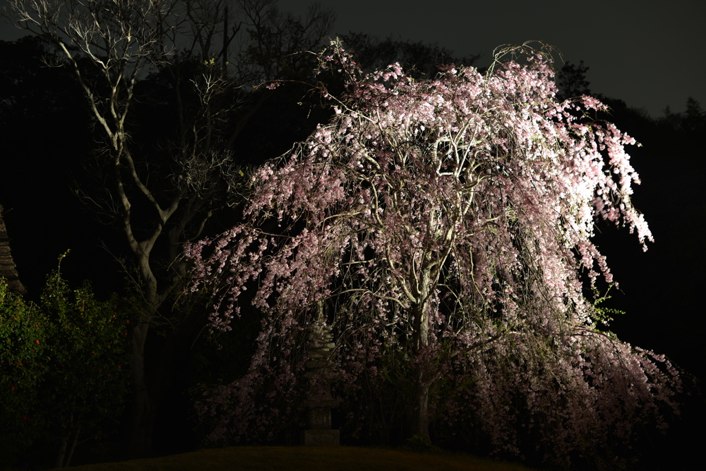 三渓園の夜桜