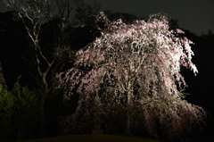 三渓園の夜桜