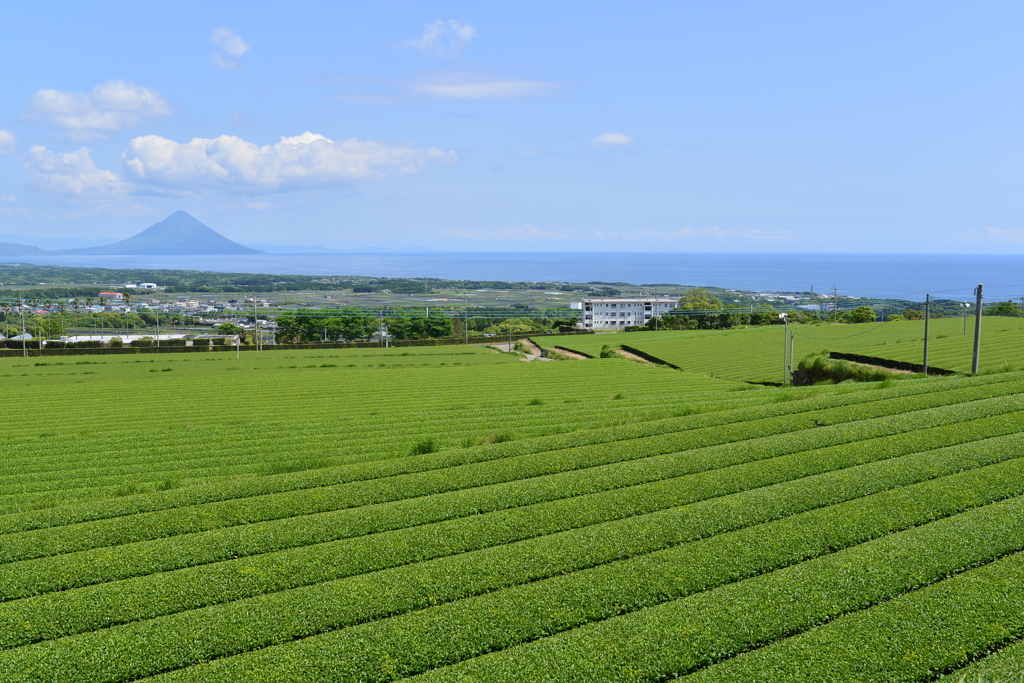 枕崎の茶畑風景
