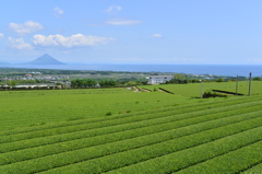 枕崎の茶畑風景