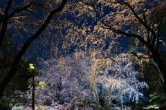 六義園の枝垂れ桜