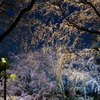 六義園の枝垂れ桜