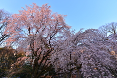 六義園のしだれ桜