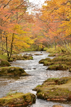 奥日光の紅葉