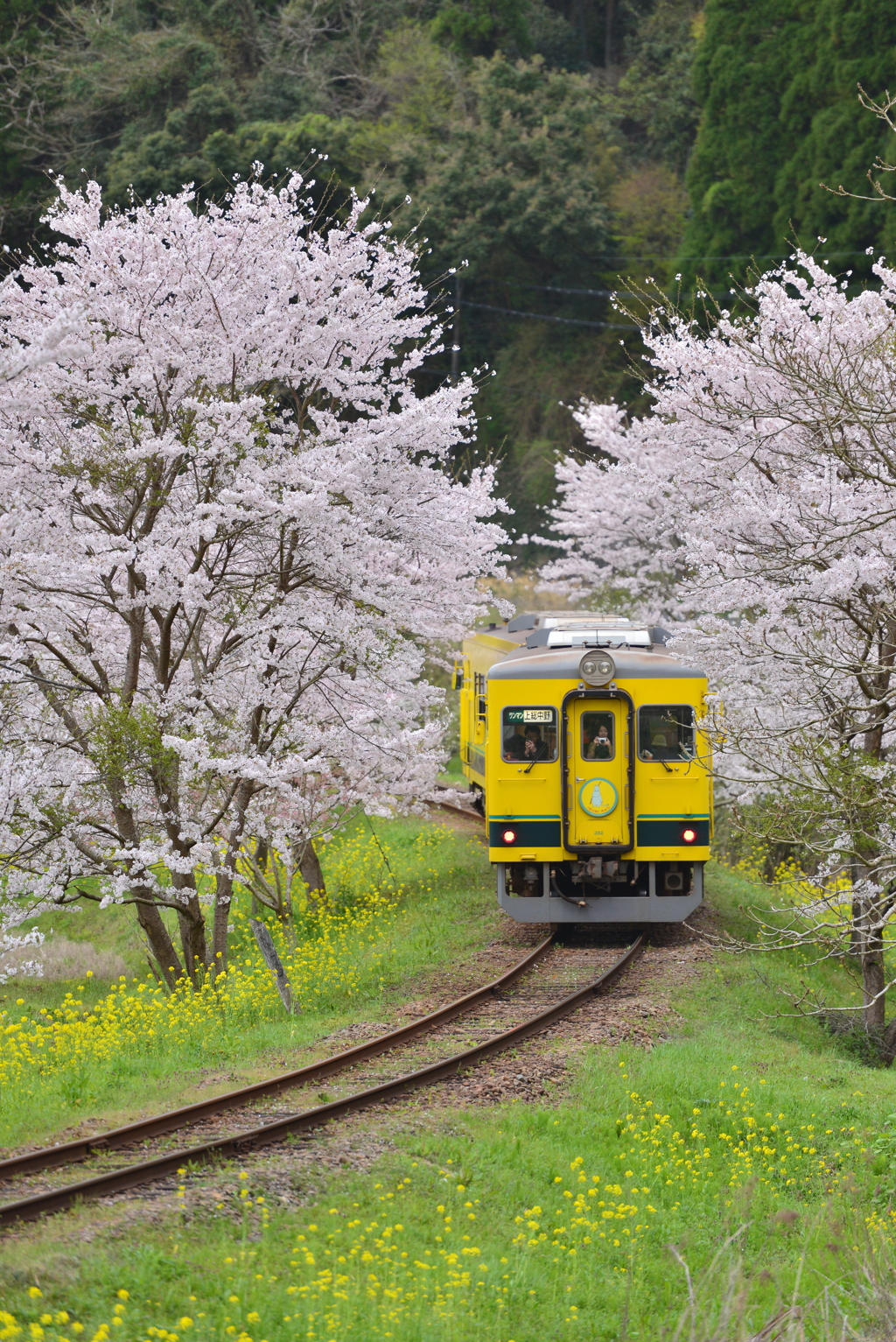 春のいすみ鉄道