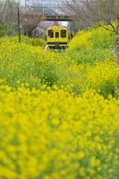 春のいすみ鉄道