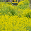 春のいすみ鉄道