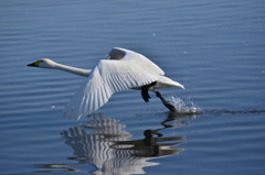 多々良沼の白鳥