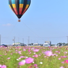 気球と秋桜