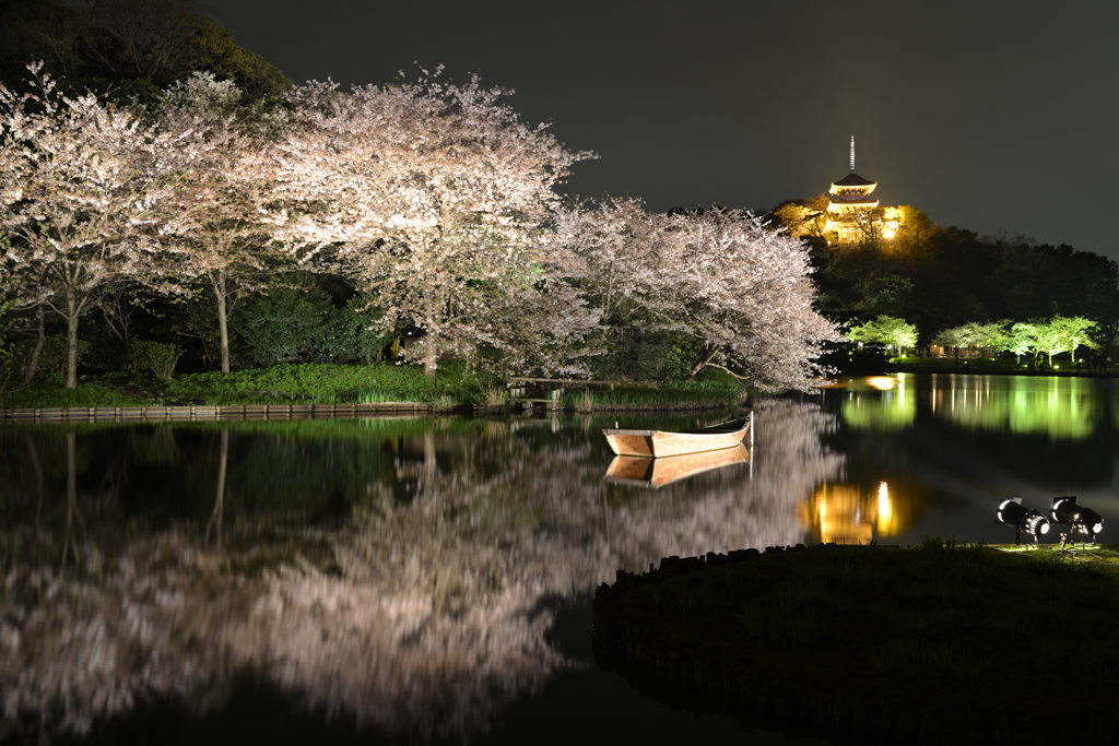三渓園の夜桜