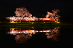 小湊鐵道の夜桜