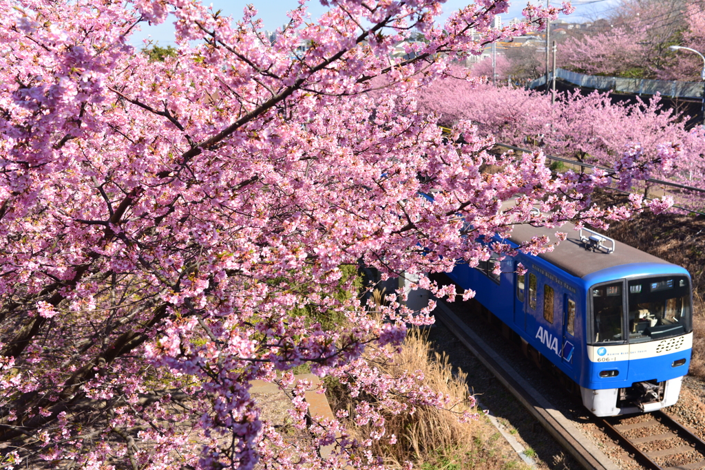 河津桜と京急線