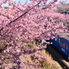 河津桜と京急線