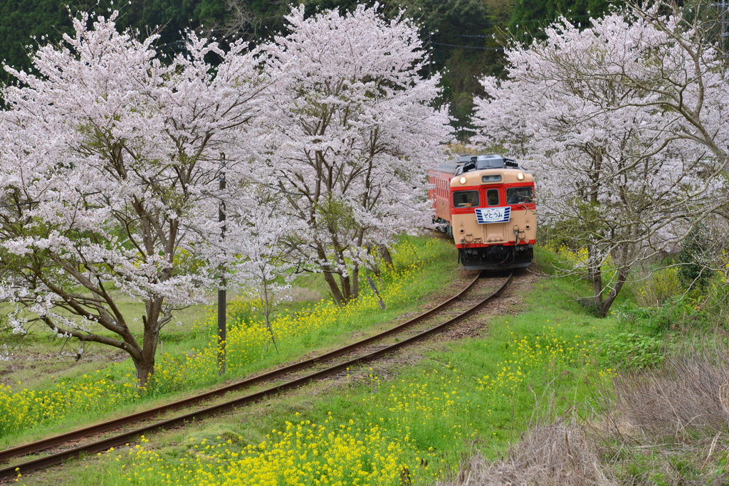 春のいすみ鉄道