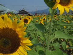 夏だ
