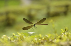 Dragonfly landing to the Earth