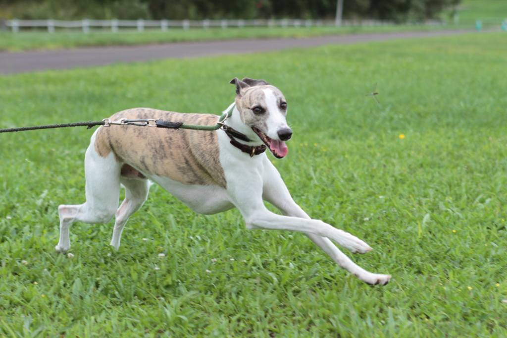 Running Whippet  〜トンボを追いかけて