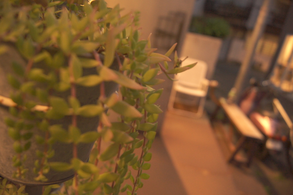 たにくにくにく