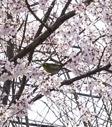 桜と鳥ちゃん