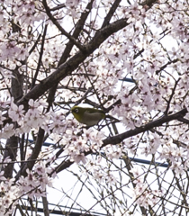 桜と鳥ちゃん