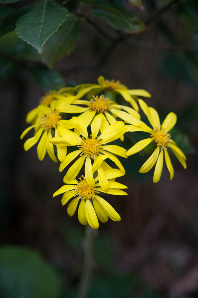 黄色のお花